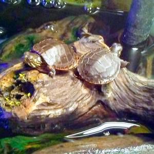 Meet your Posher, Lee